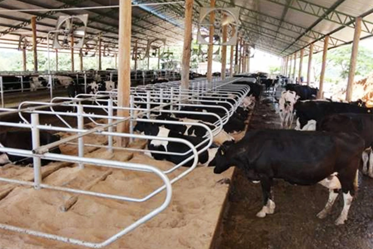 Cattle Free Stall for sale